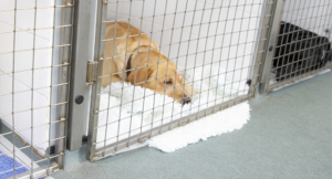 Commercial Dog Kennel Flooring Dog Kennel Flooring